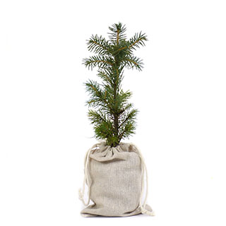 arbre de noel - epicea commun en motte -pochon